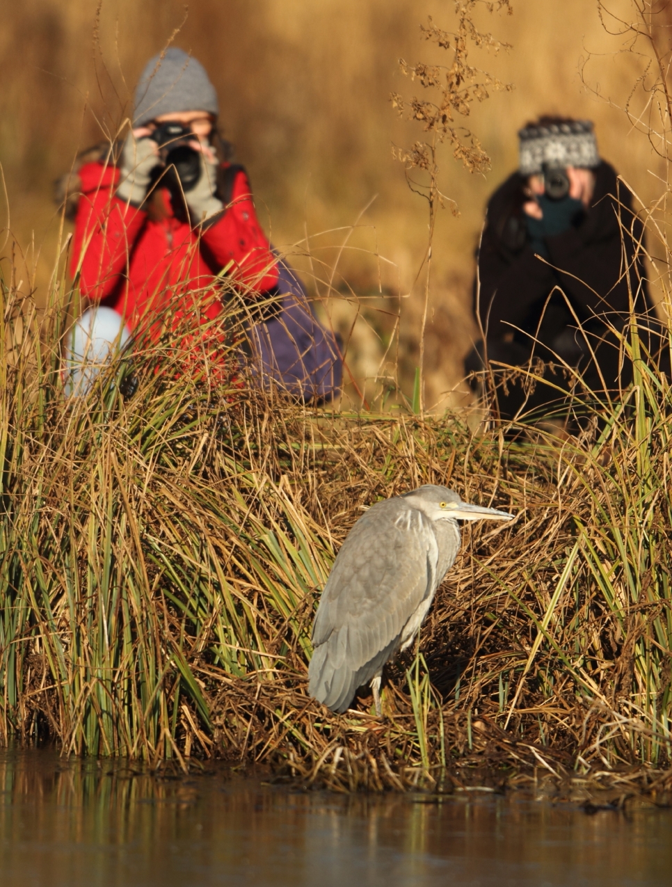 Finalists - Urban Wetland Photographer of the year 